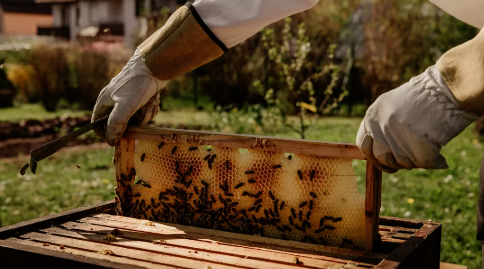 عسل زنبور می‌تواند کلیدی برای باز کردن قفل عصر بعدی محاسبات باشد